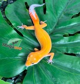 Magazoo Male Sunglow poss Emerine Leopard Gecko 04/30/26