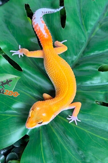 Magazoo Male Sunglow poss Emerine Leopard Gecko 04/30/26