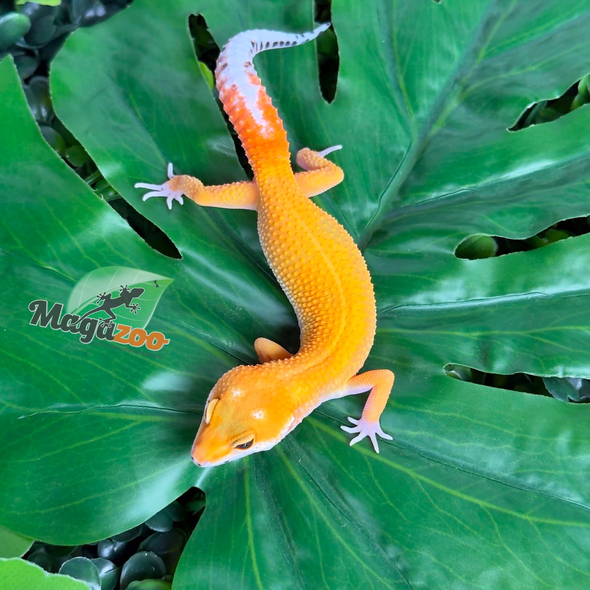 Magazoo Male Sunglow poss Emerine Leopard Gecko 04/30/26