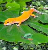Magazoo Gecko léopard Sunglow poss Emerine Mâle 30/04/26