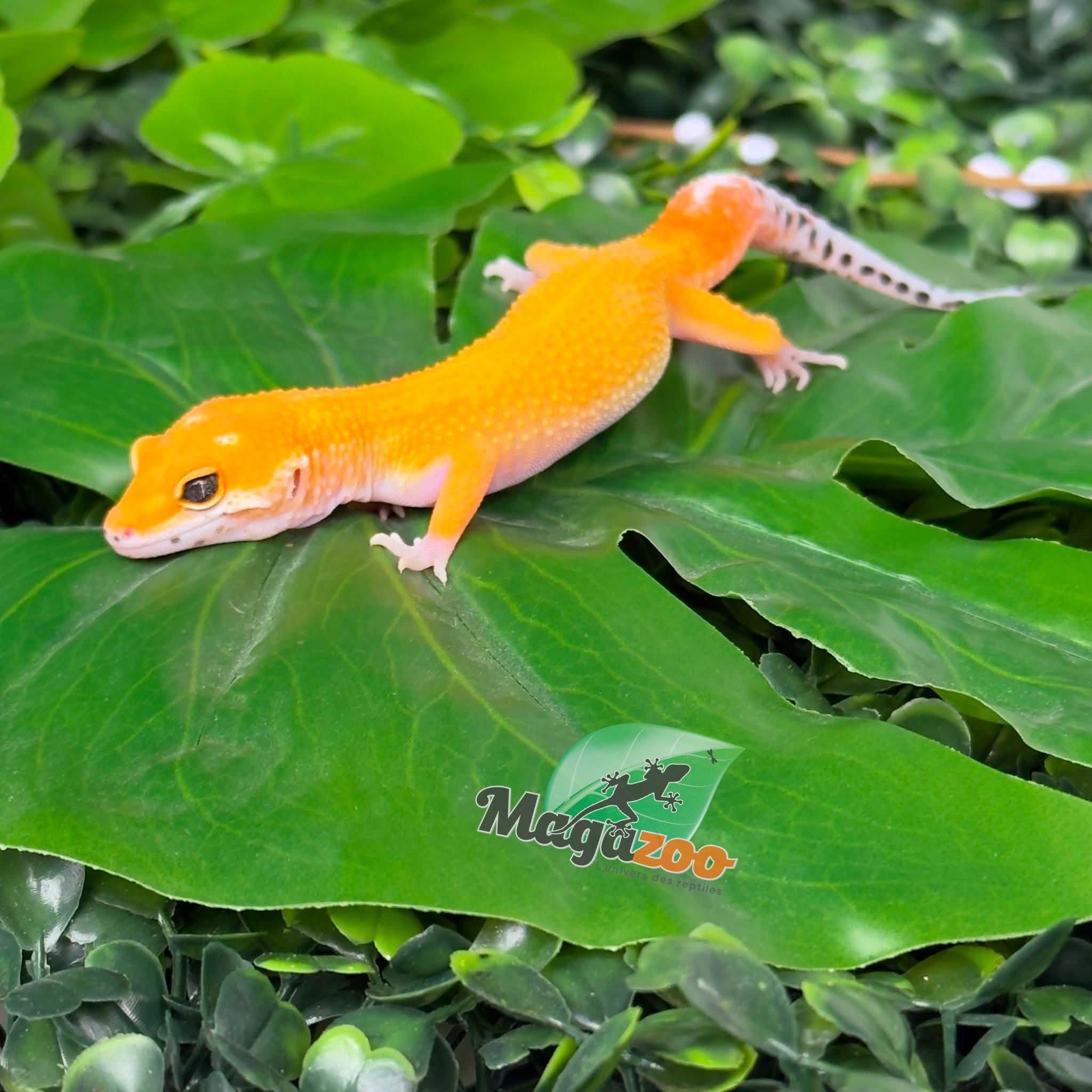 Magazoo Male Sunglow poss Emerine Leopard Gecko 04/30/26
