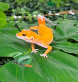 Magazoo Male Sunglow poss Emerine Leopard Gecko 04/30/26