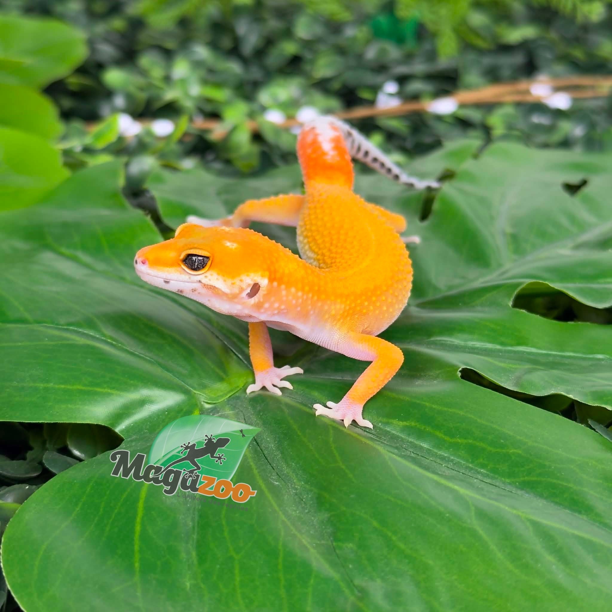 Magazoo Gecko léopard Sunglow poss Emerine Mâle 30/04/26