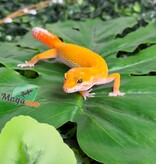 Magazoo Gecko léopard Sunglow poss Emerine Mâle 30/04/26