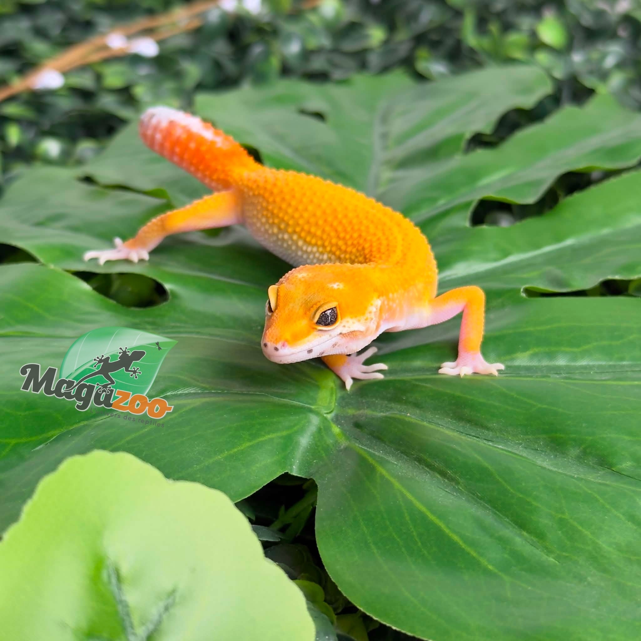 Magazoo Gecko léopard Sunglow poss Emerine Mâle 30/04/26