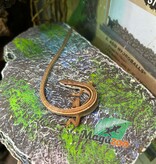 Magazoo Female Long tailed grass lizard
