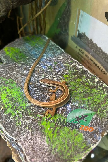 Magazoo Female Long tailed grass lizard
