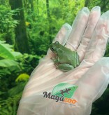 Magazoo Baby White's tree frog