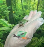 Magazoo Rainette de white Bébé