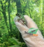 Magazoo Baby White's tree frog