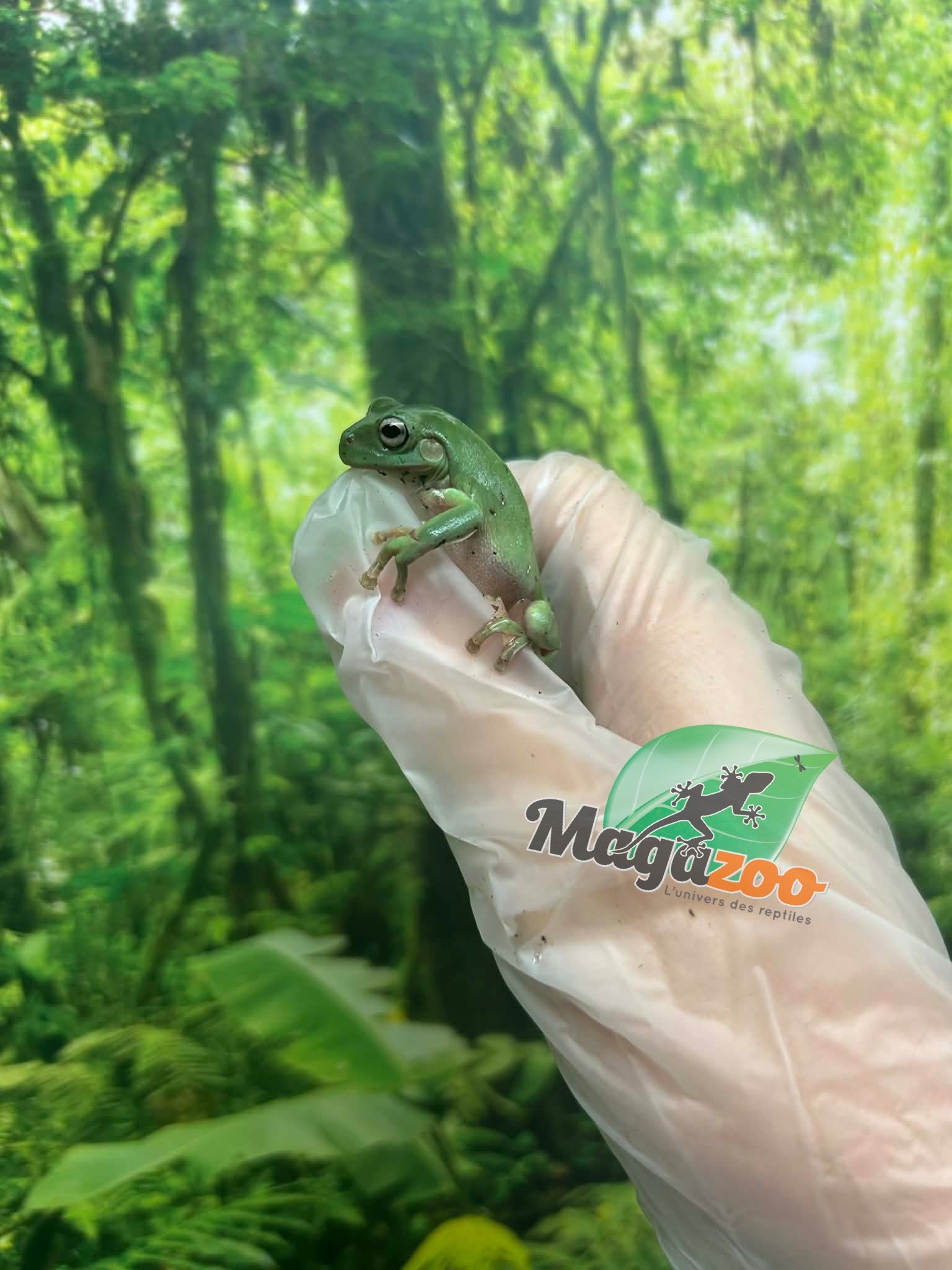 Magazoo Baby White's tree frog