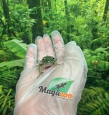 Magazoo Baby White's tree frog