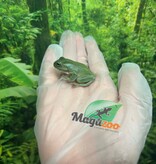 Magazoo Baby White's tree frog