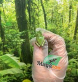 Magazoo Snowflake White's tree frog