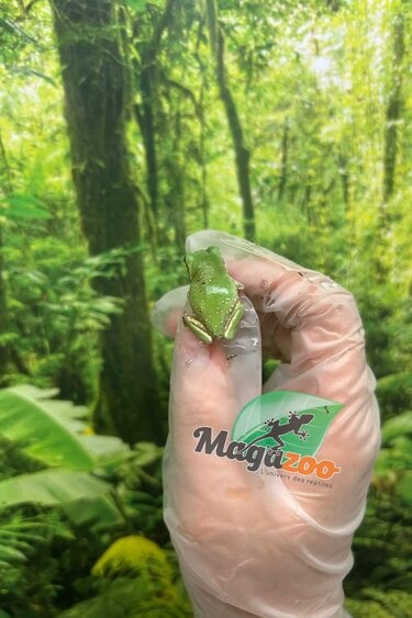 Magazoo Snowflake White's tree frog