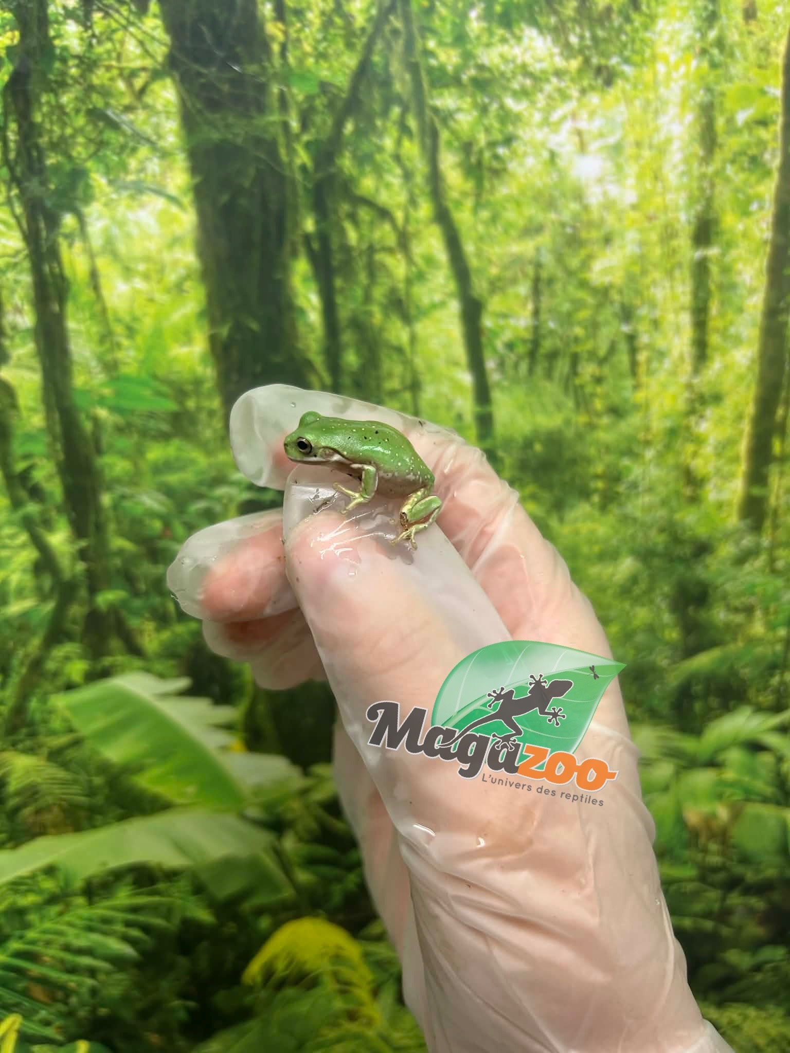Magazoo Snowflake White's tree frog