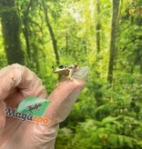 Magazoo Snowflake White's tree frog