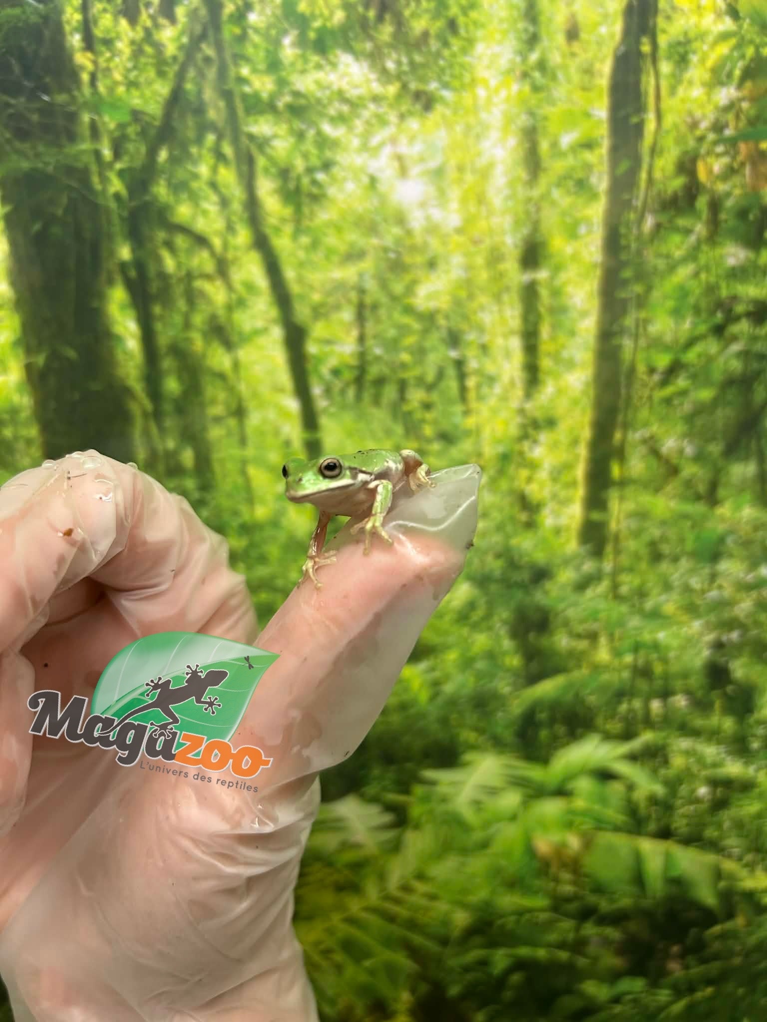 Magazoo Snowflake White's tree frog
