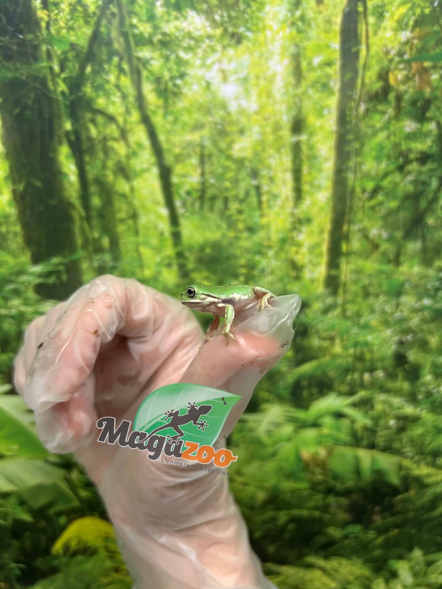 Magazoo Snowflake White's tree frog