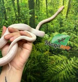 Magazoo Serpent des blés Snow Motley né 27 juin 2024