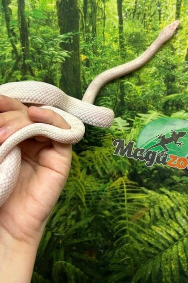 Magazoo Serpent des blés Snow Motley né 27 juin 2024