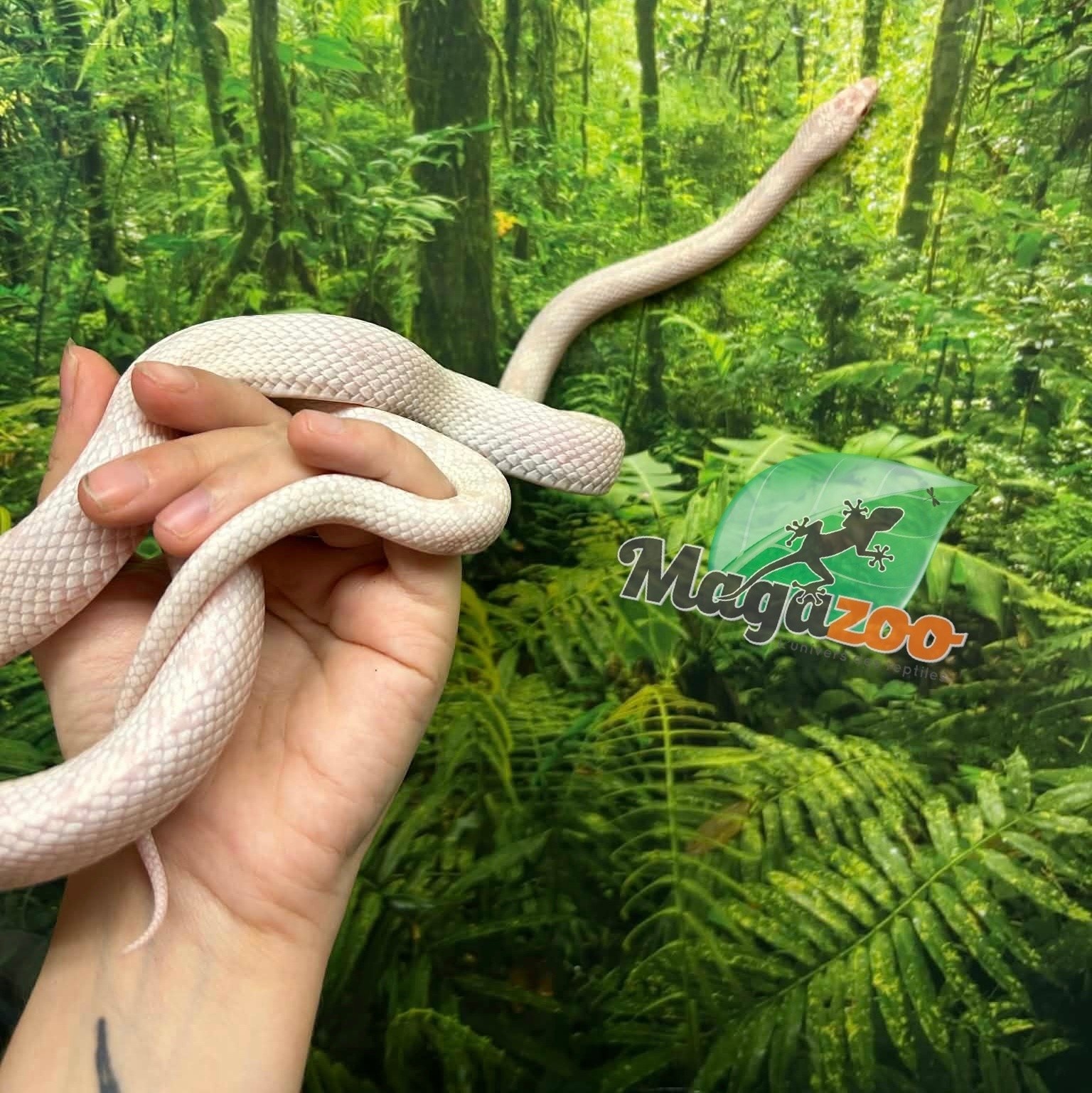 Magazoo Serpent des blés Snow Motley né 27 juin 2024