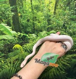 Magazoo Snow Motley Corn snake Born June 27, 2024