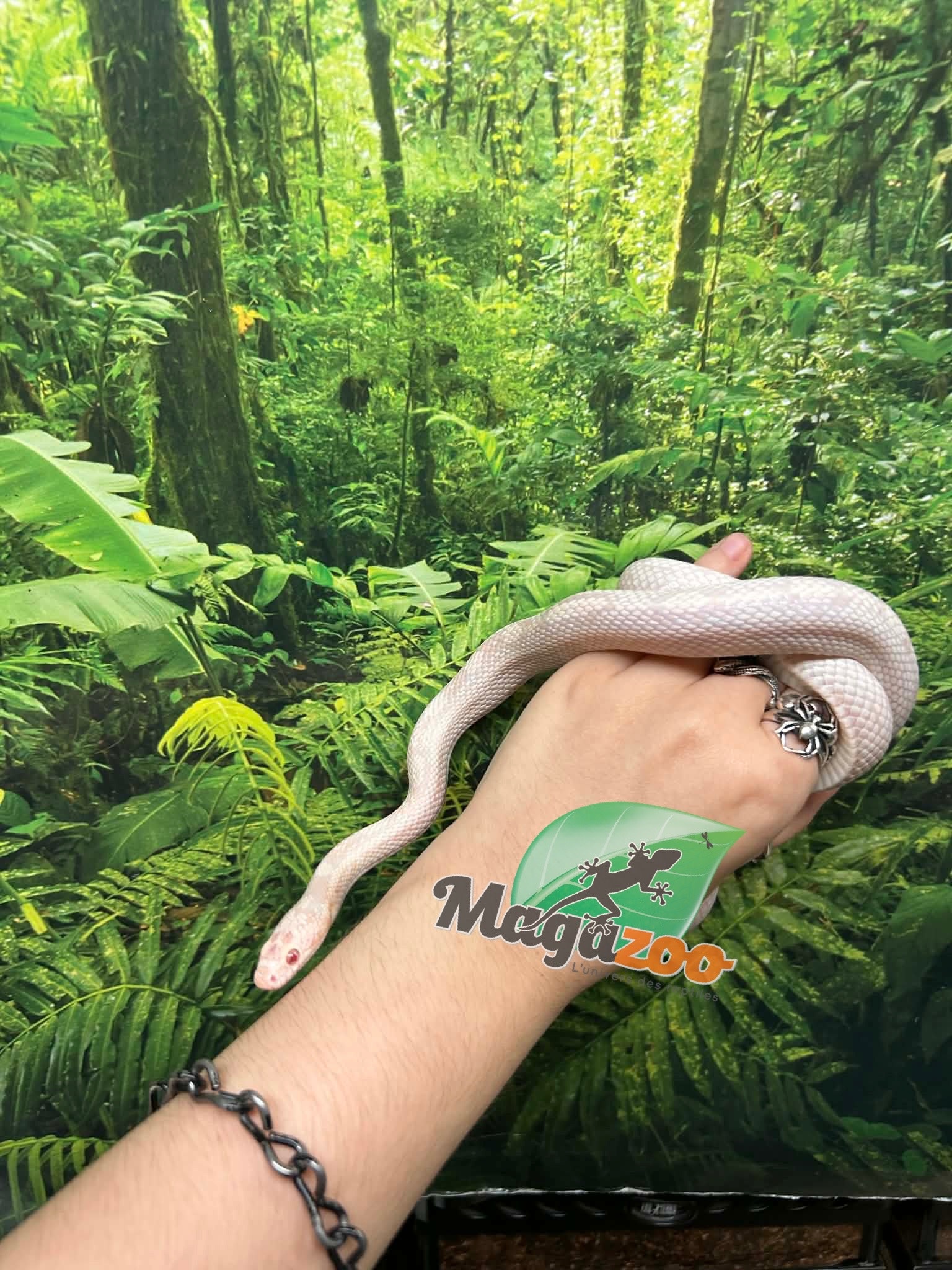 Magazoo Snow Motley Corn snake Born June 27, 2024