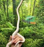 Magazoo Snow Motley Corn snake Born June 27, 2024