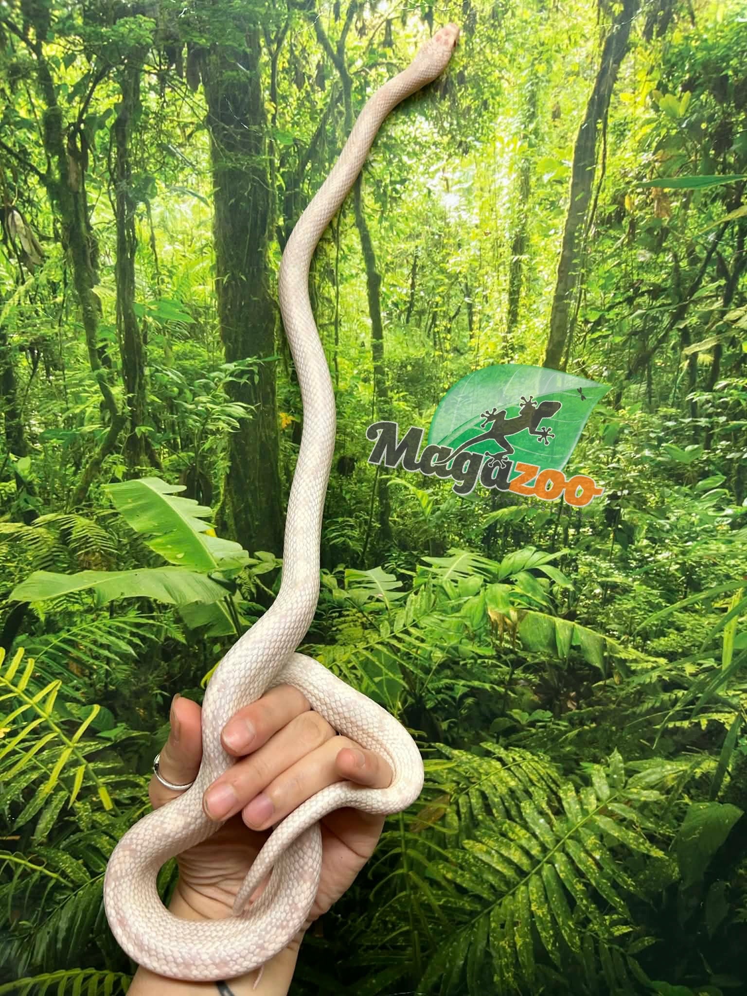 Magazoo Snow Motley Corn snake Born June 27, 2024