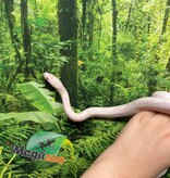 Magazoo Snow Motley Corn snake Born June 27, 2024