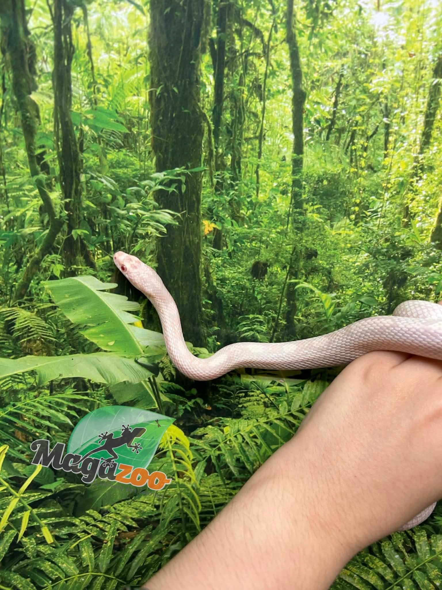 Magazoo Serpent des blés Snow Motley né 27 juin 2024