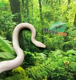 Magazoo Snow Motley Corn snake Born June 27, 2024