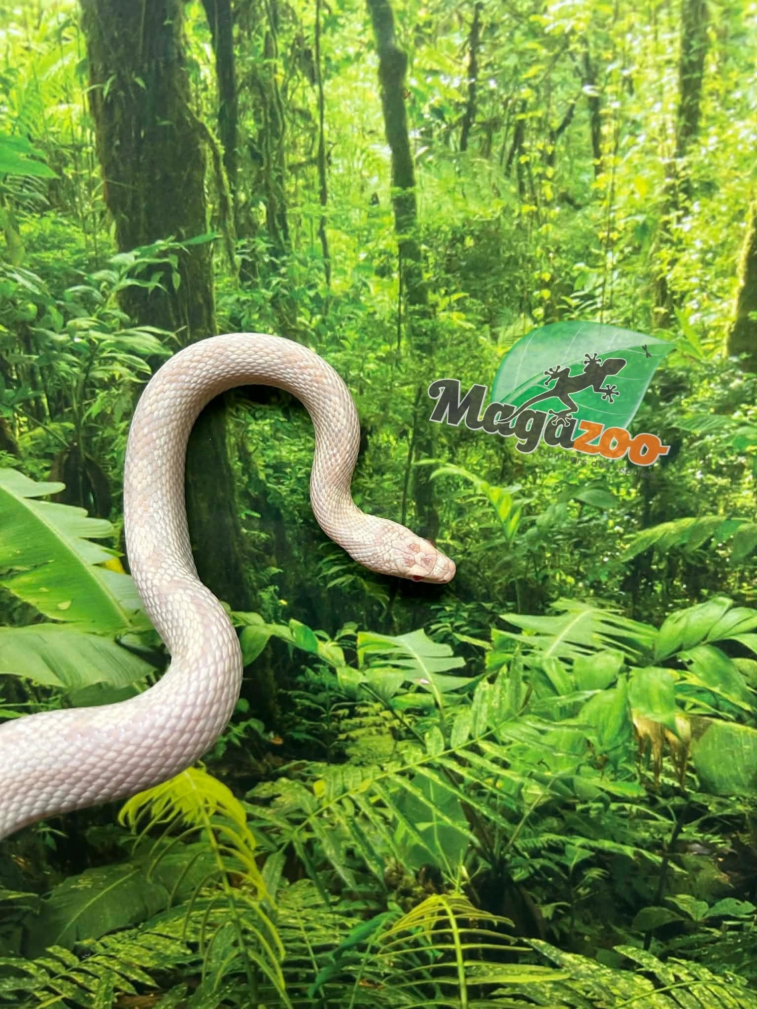 Magazoo Serpent des blés Snow Motley né 27 juin 2024
