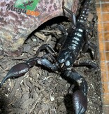 Magazoo Scorpion asiatique noir des forêts (Heterometrus sp.)