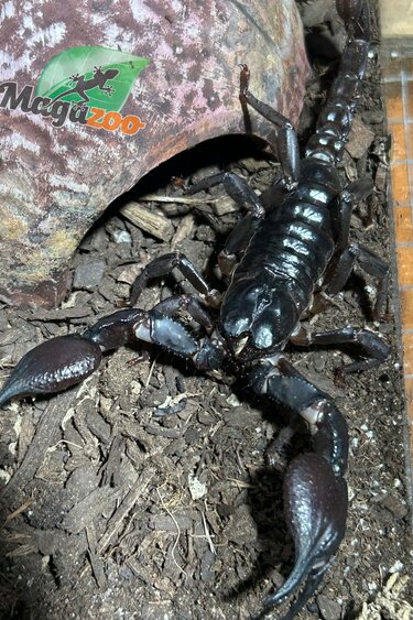Magazoo Scorpion asiatique noir des forêts (Heterometrus sp.)