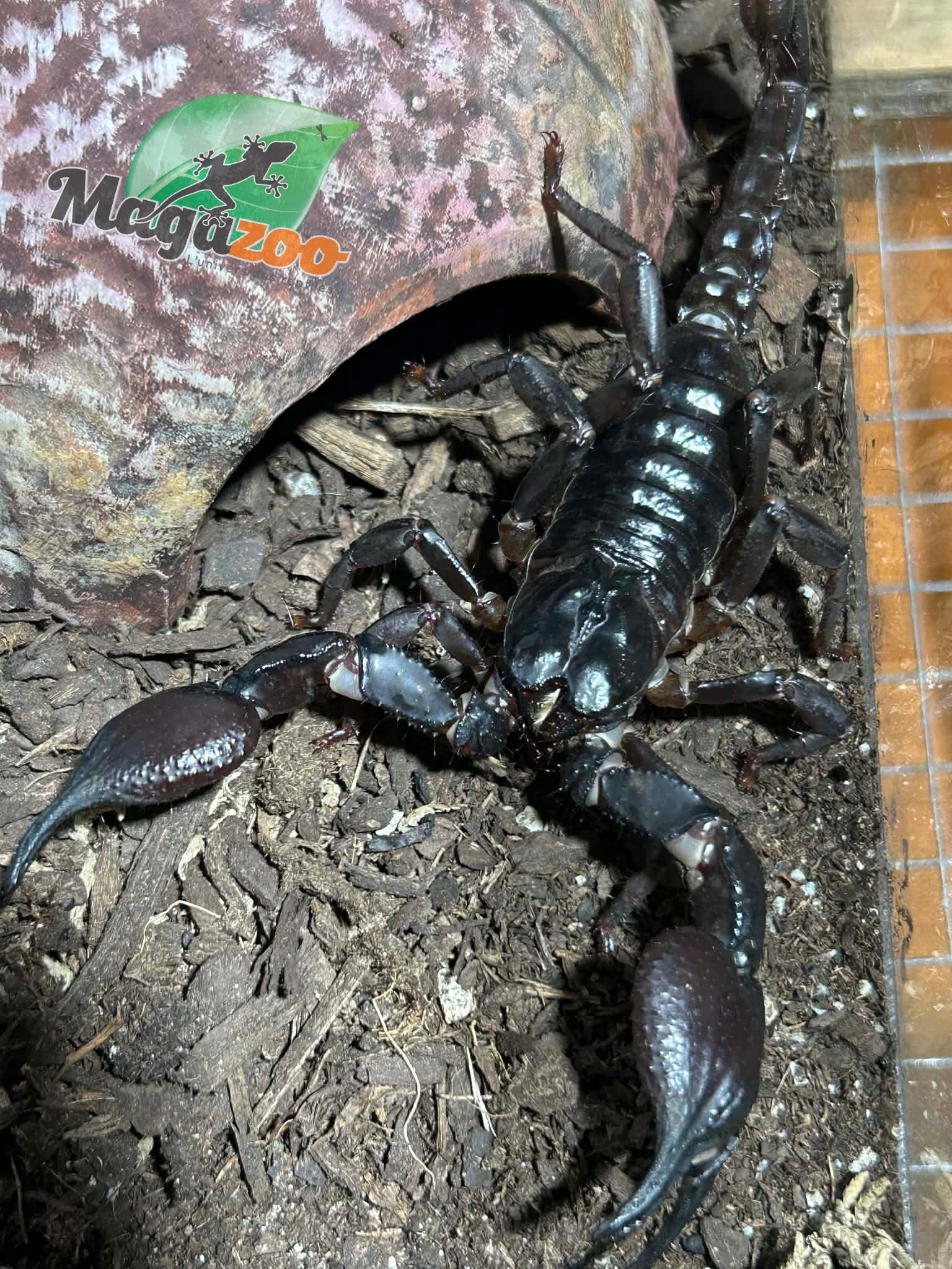 Magazoo Asian forest scorpion (Heterometrus sp.)