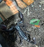 Magazoo Scorpion asiatique noir des forêts (Heterometrus sp.)
