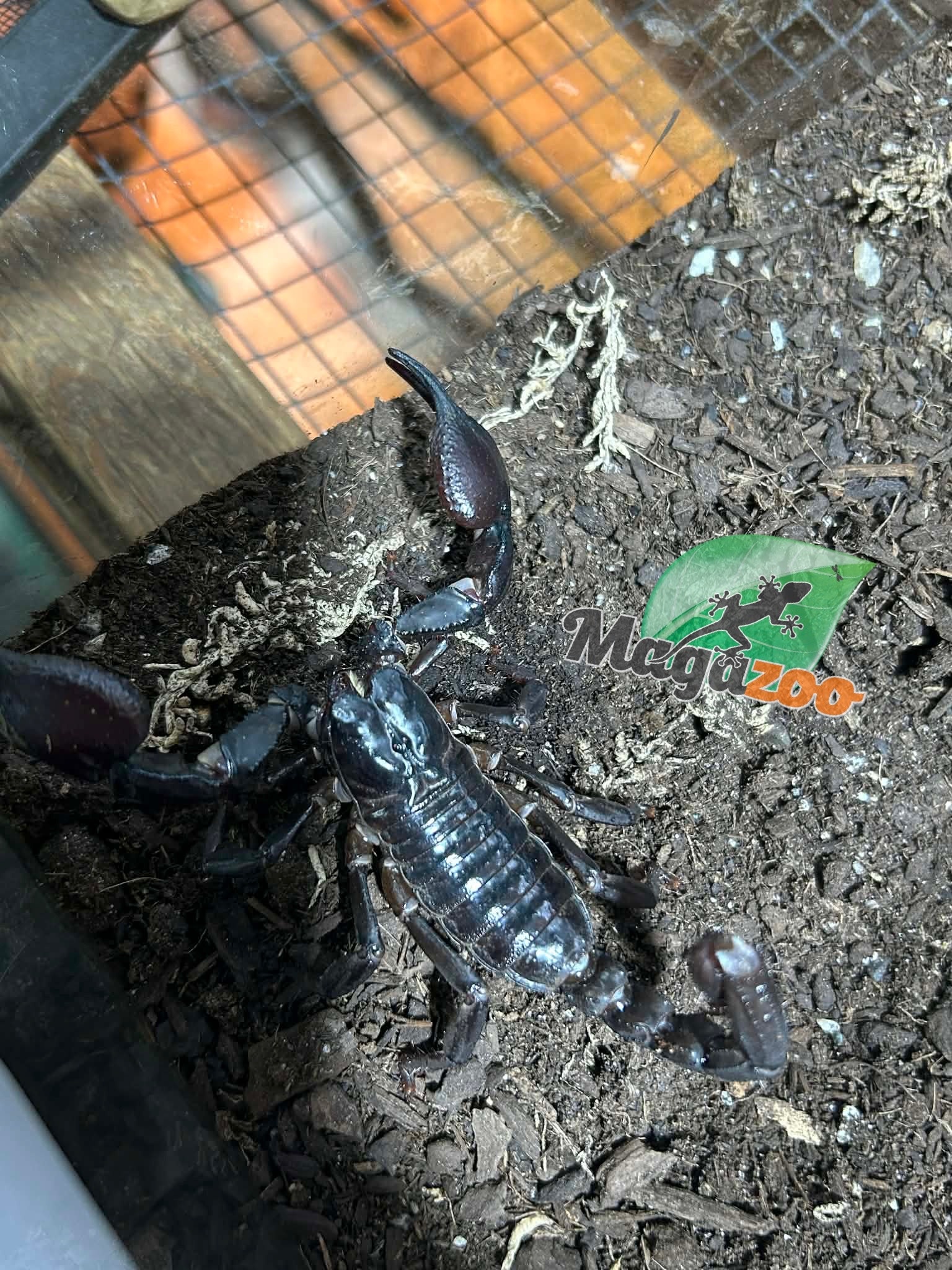 Magazoo Asian forest scorpion (Heterometrus sp.)