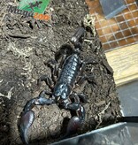 Magazoo Scorpion asiatique noir des forêts (Heterometrus sp.)