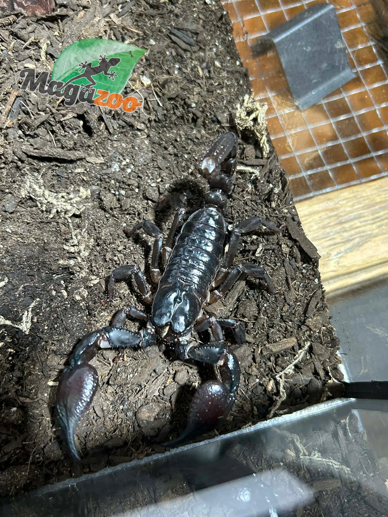 Magazoo Scorpion asiatique noir des forêts (Heterometrus sp.)