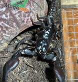 Magazoo Scorpion asiatique noir des forêts (Heterometrus sp.)