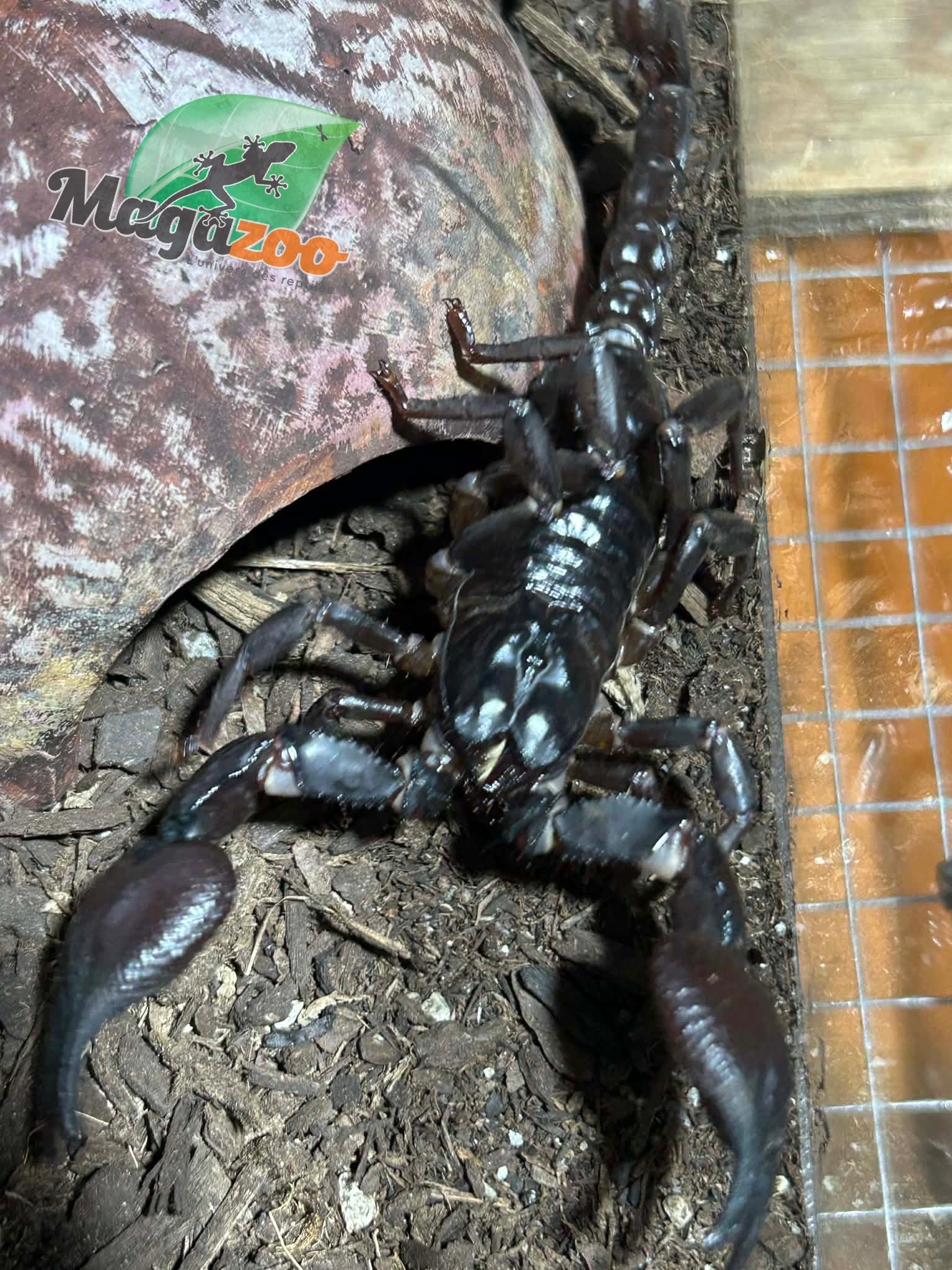 Magazoo Scorpion asiatique noir des forêts (Heterometrus sp.)