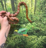 Magazoo Serpent des blés Régulier Mâle 2.5 ans / Adoption 2ième chance