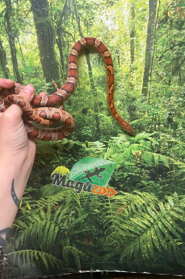 Magazoo Male Regular Corn snake  2.5 years old / 2nd chance - Adoption
