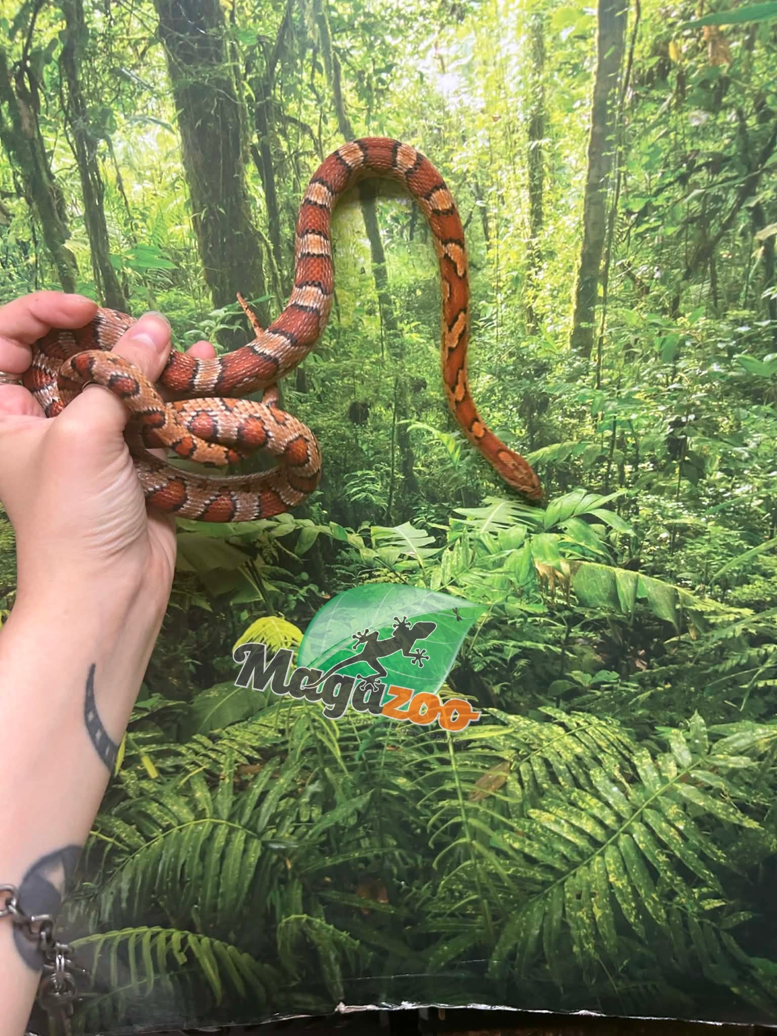 Magazoo Serpent des blés Régulier Mâle 2.5 ans / Adoption 2ième chance