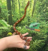 Magazoo Male Regular Corn snake  2.5 years old / 2nd chance - Adoption