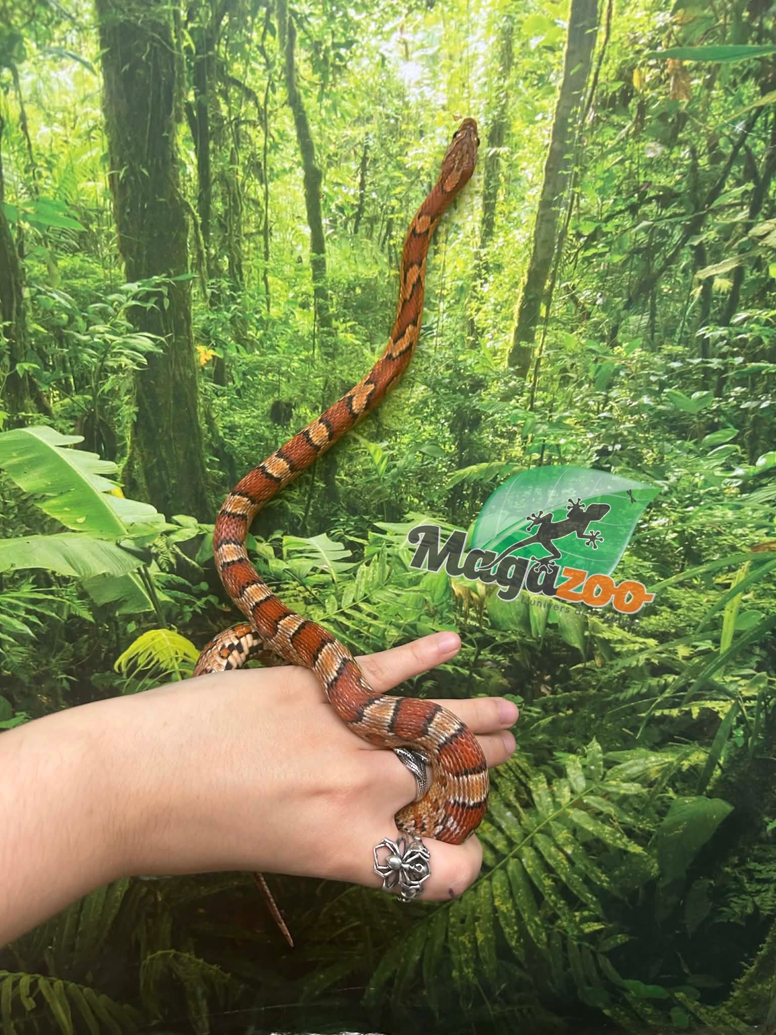 Magazoo Male Regular Corn snake  2.5 years old / 2nd chance - Adoption