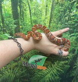 Magazoo Serpent des blés Régulier Mâle 2.5 ans / Adoption 2ième chance