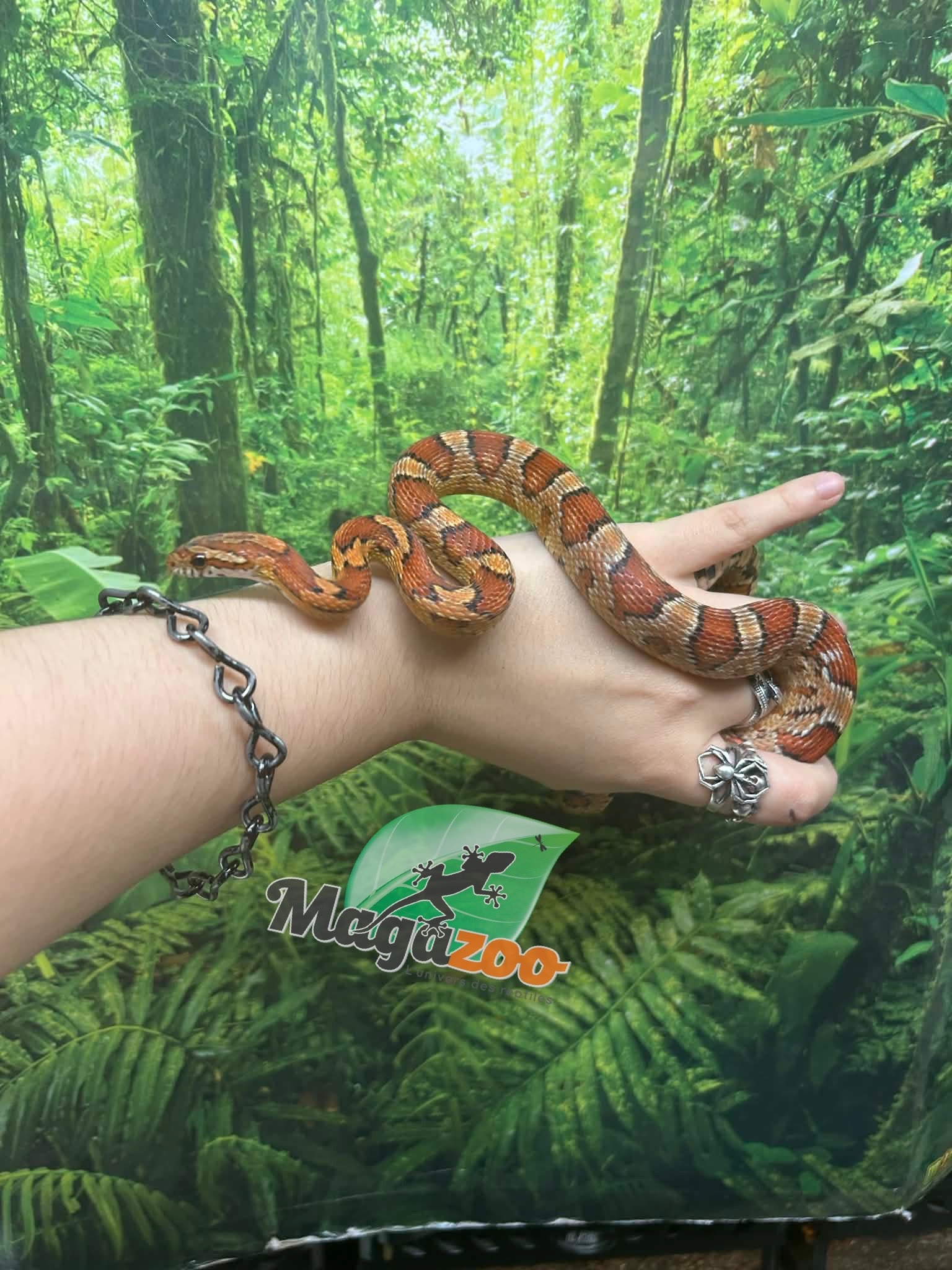 Magazoo Male Regular Corn snake  2.5 years old / 2nd chance - Adoption